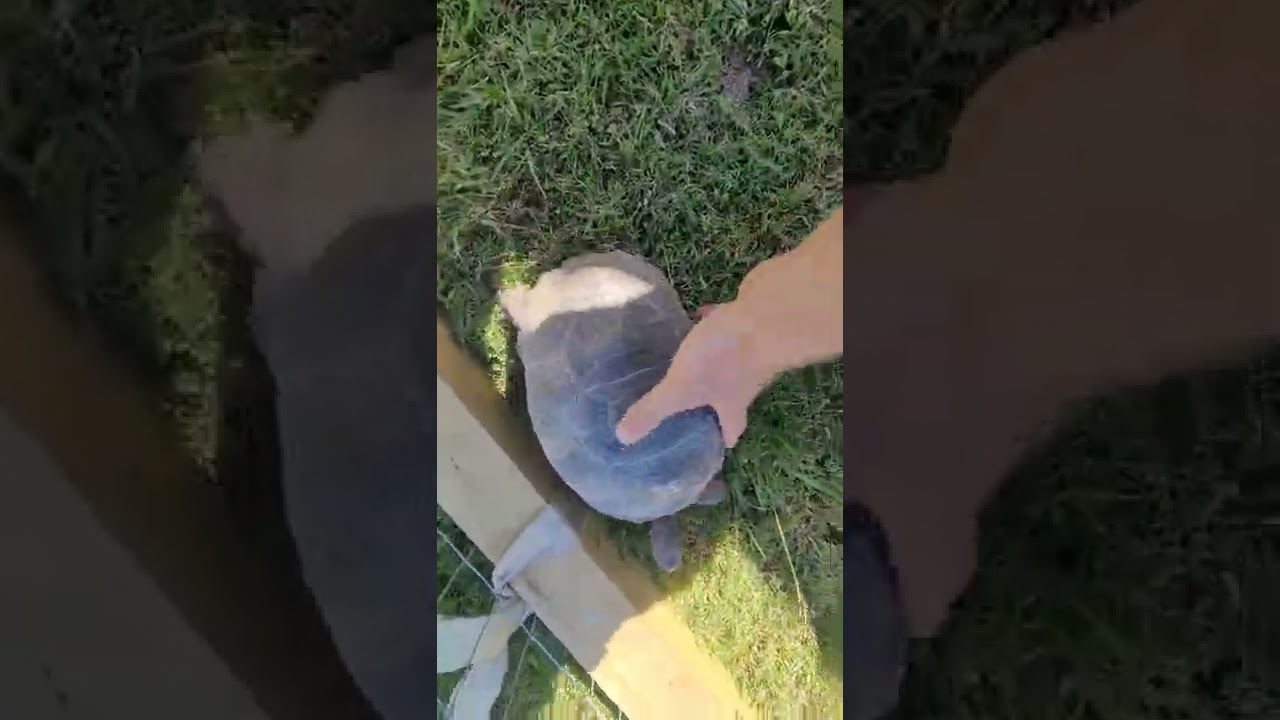 Aldabra Tortoises Growing Fast!