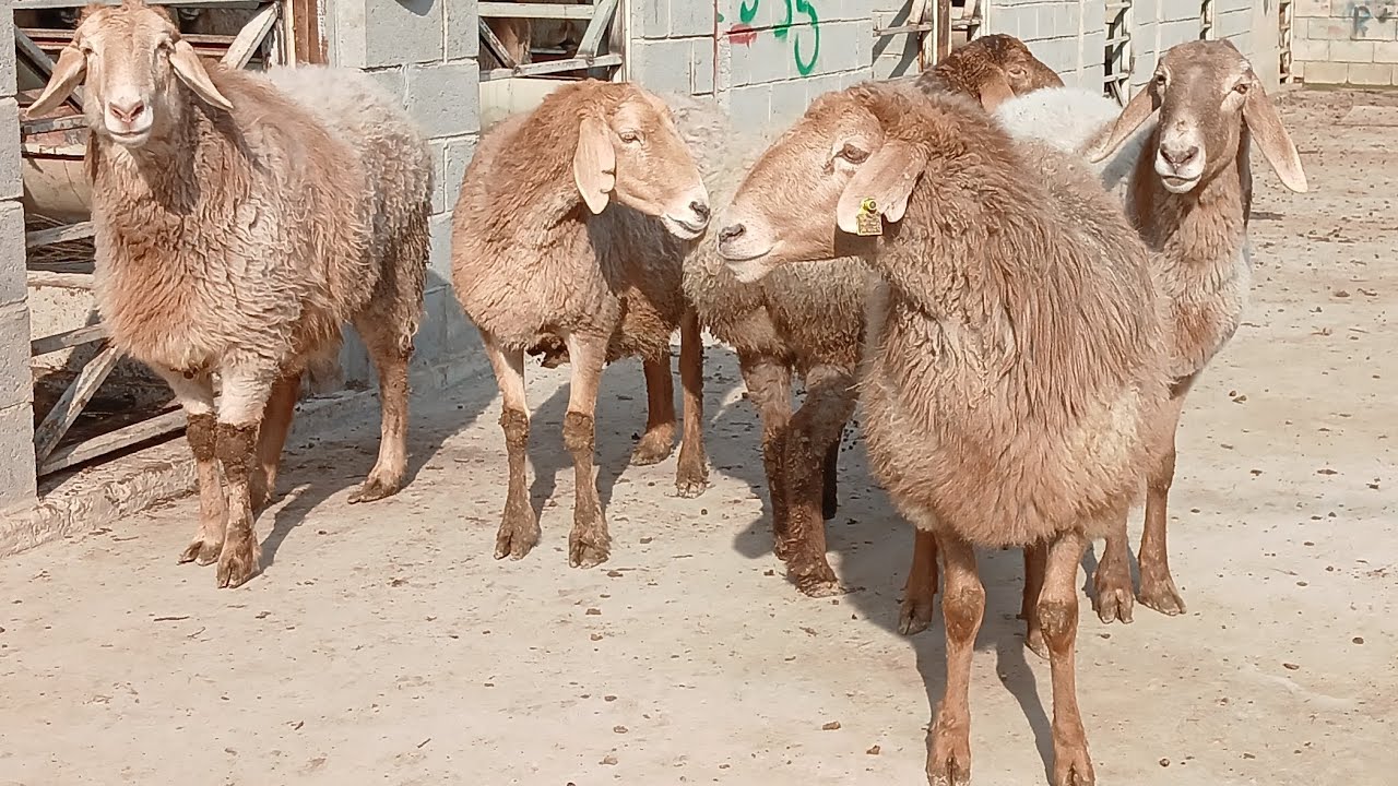 Naqt bogoz arashan sovliklar narxlar qulay boldi shoshilamz 
