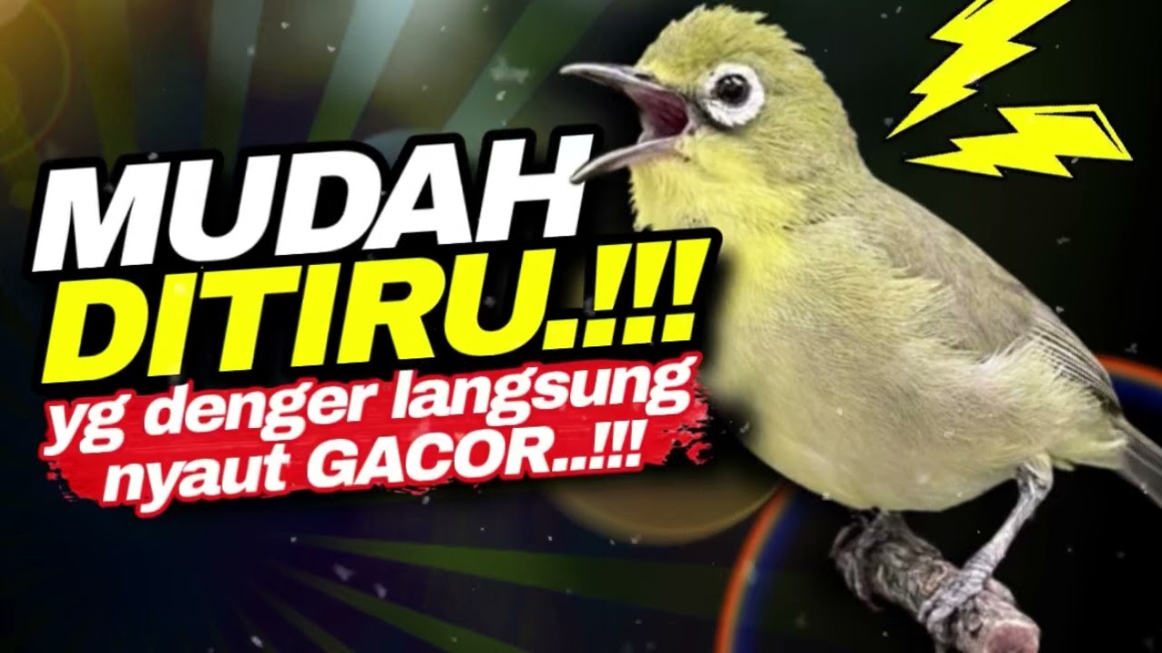 Masteran Kecial Kuning MUDAH DITIRU Ampuh Bikin Kecial Yg Denger Langsung NYAUT‼️