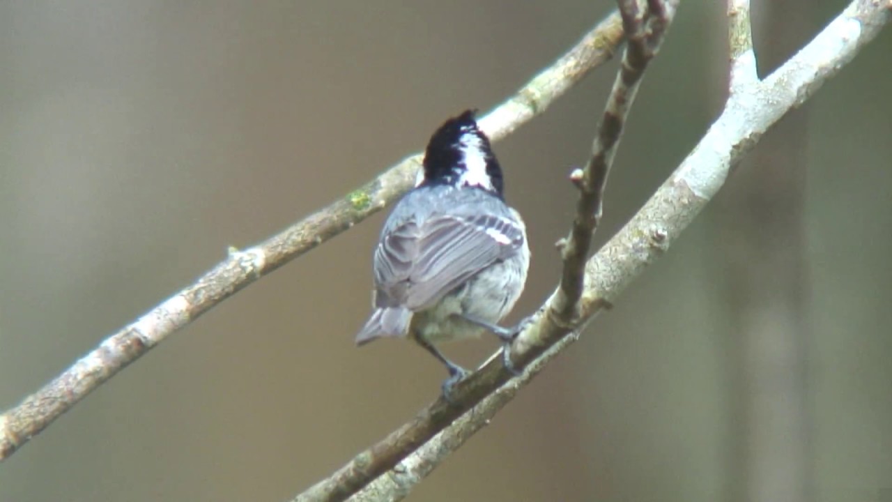 ヒガラ（1）さえずり（留鳥または漂鳥） - Coal Tit - Wild Bird - 野鳥 動画図鑑