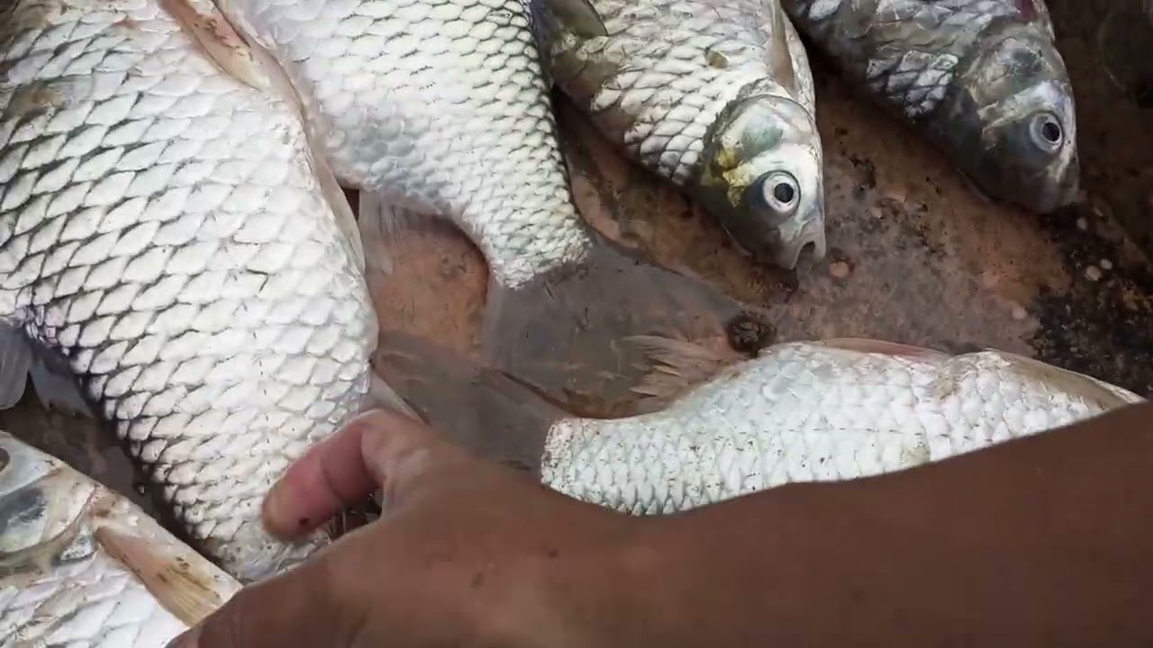 Angkat jaring dapat ikan