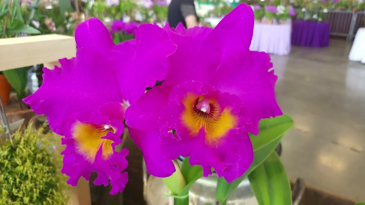 1ª Exposição estadual de Cattleya labiata - Caxias do Sul - PÓDIO