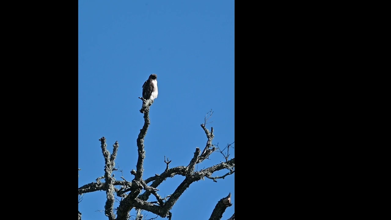 Hawk