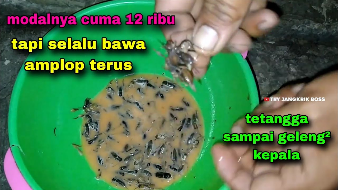 Umpan galatama lele paling jitu yang sering dipakai oleh para juara #134