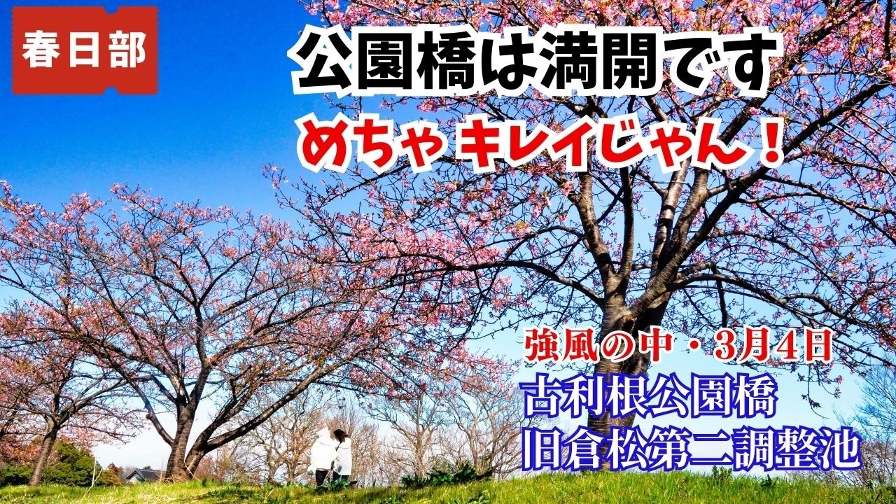 【🌀強風でも満開】🌸春日部・古利根公園橋・旧倉松第二調整池の河津桜（3月4日）｜強風に揺れる春｜ kasukabe japan