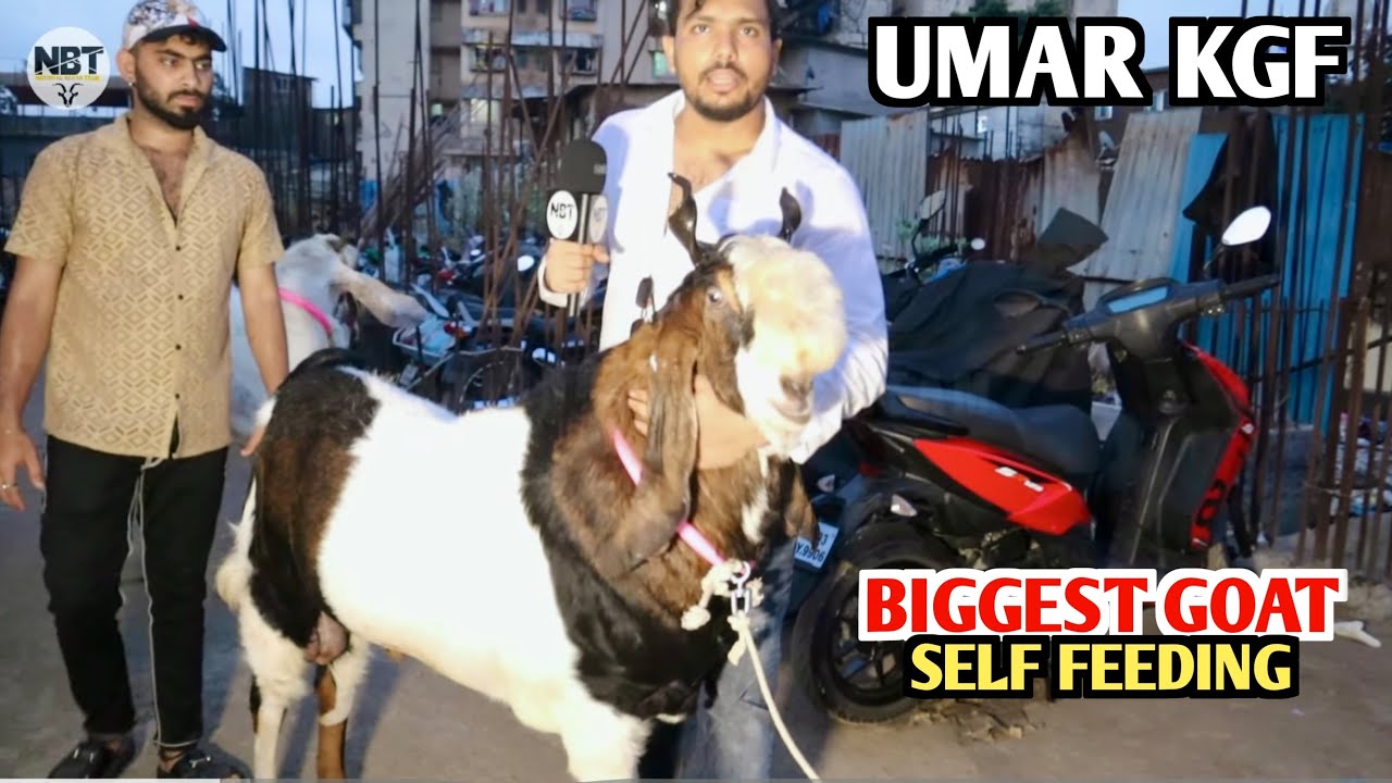 Biggest Goat Self Feeding Wale At Umar’s KGF Goat Farm