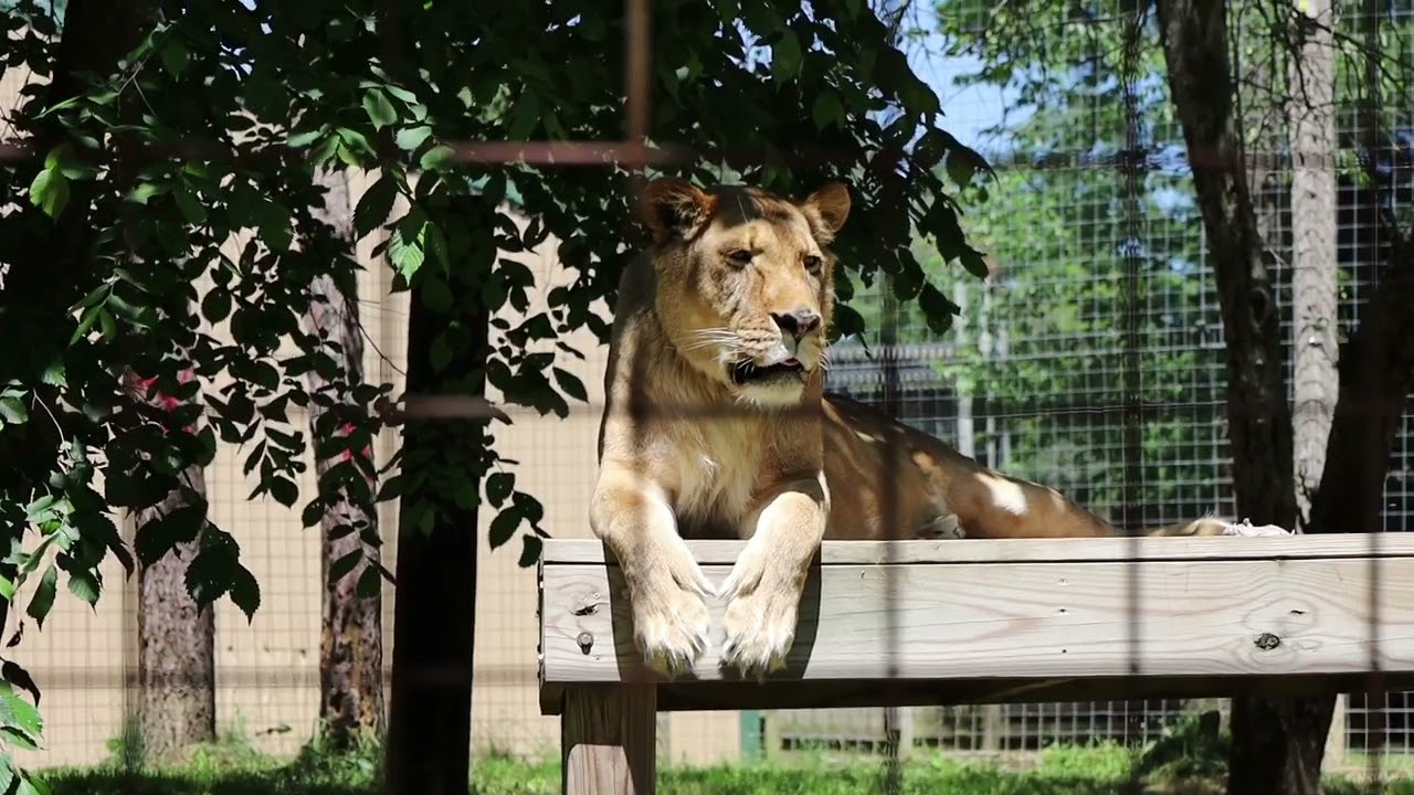 Learning with STEAM: Black Pine Animal Sanctuary