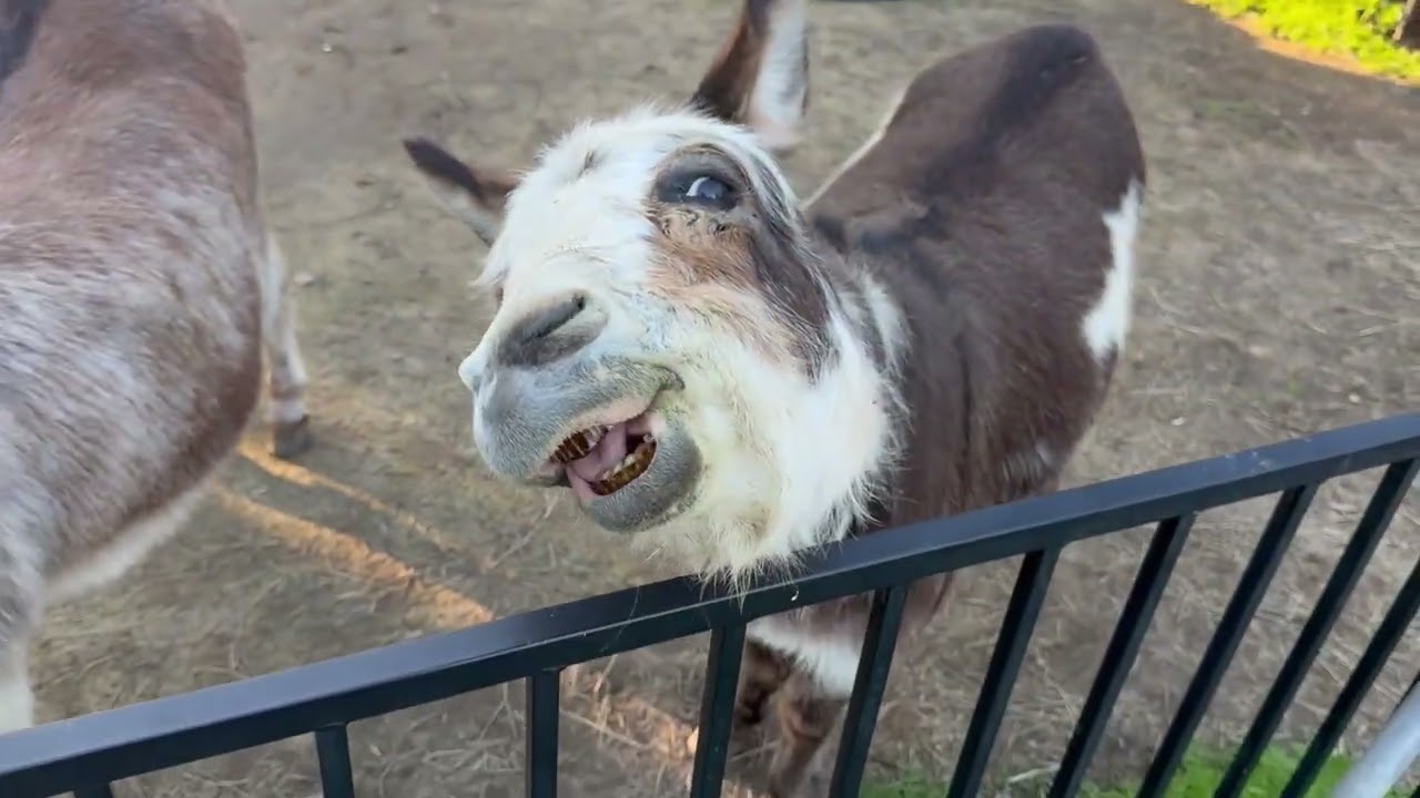 Outside With The Backyard Animals!