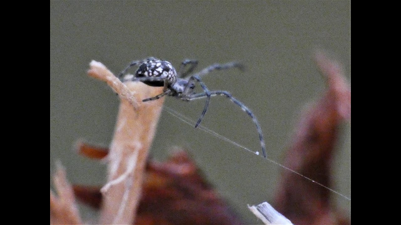 Macroscopic Long-jawed orbweb spider makes its home on a fence post with its legs on signal strands.