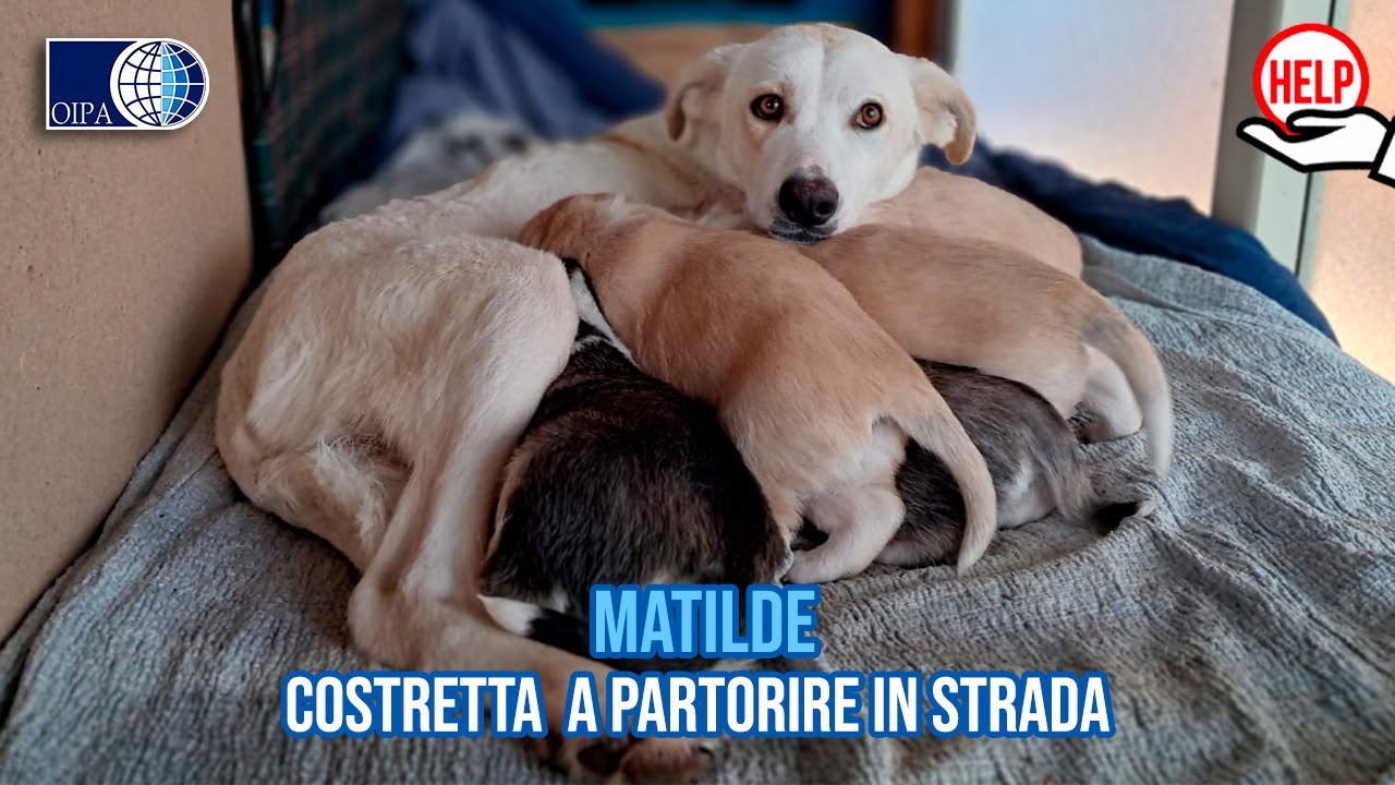 Abbandonata incinta 💔, Matilde,  è stata costretta a partorire in strada.