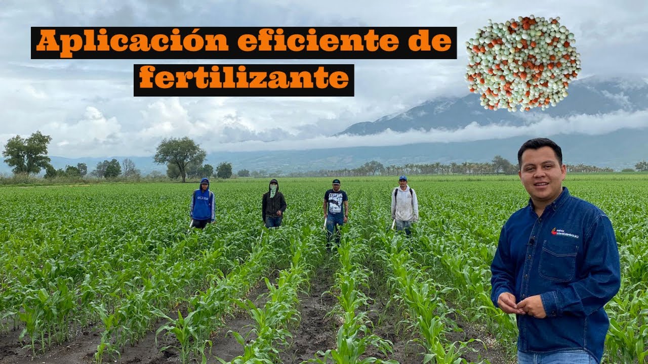 Aplicación de fertilizante. Conozcamos un poco más el Urea y otras fuentes en el cultivo de maíz
