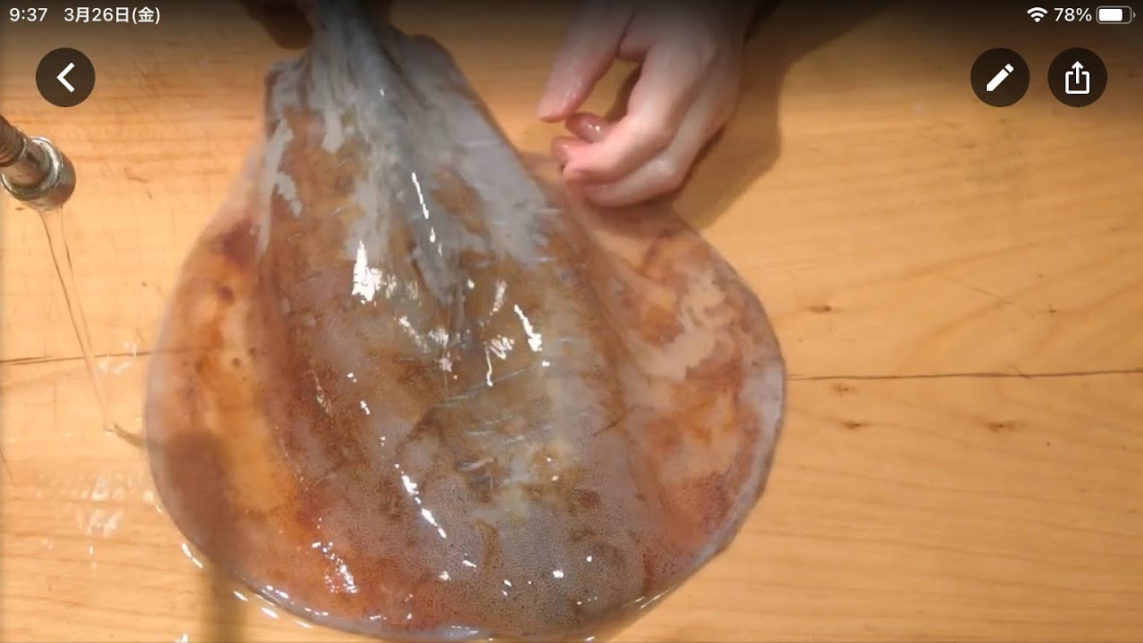 《アオリイカも二日目が美味しい》・・・・大和の　和の料理《刺身（リハビリ編)》