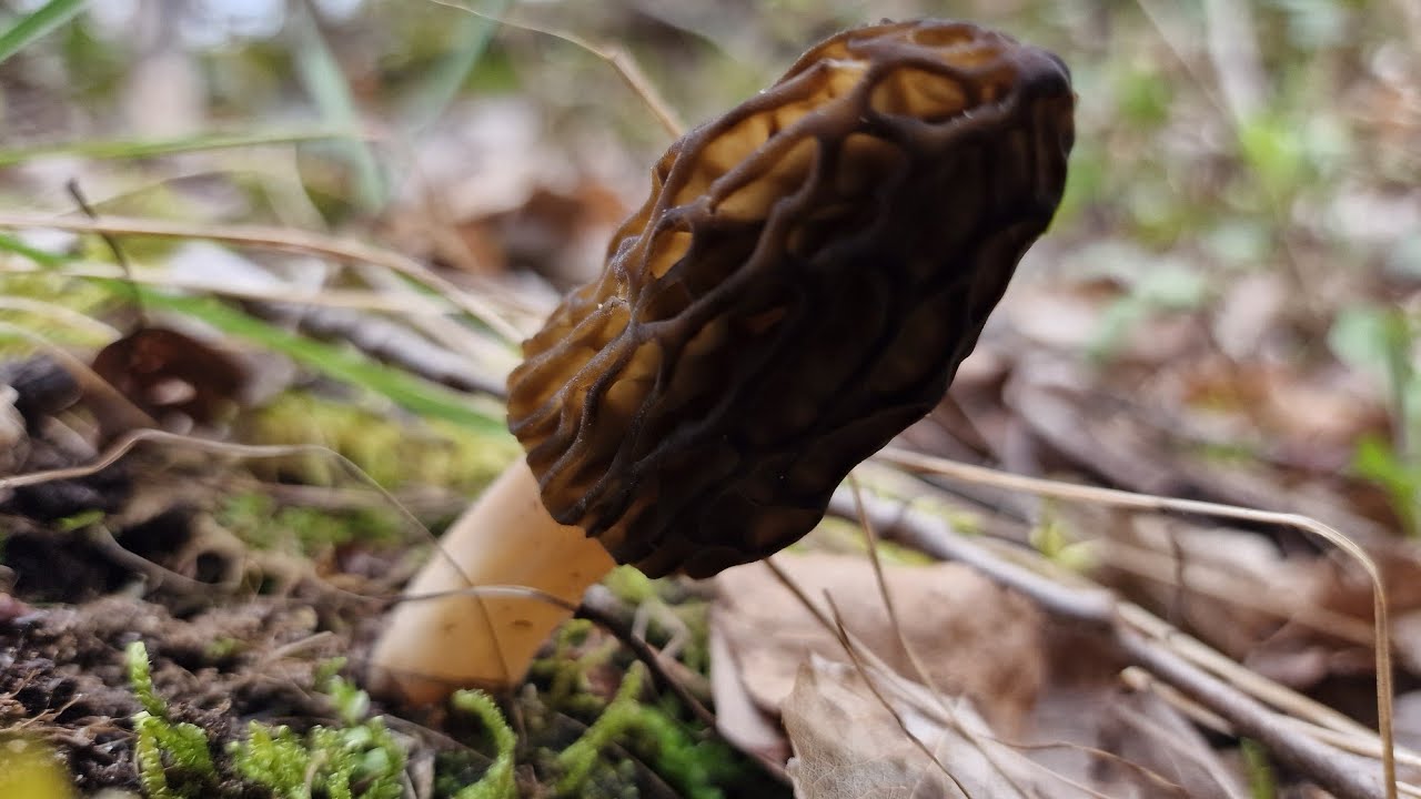 Premières Morilles de l'année ! 29/03/24
