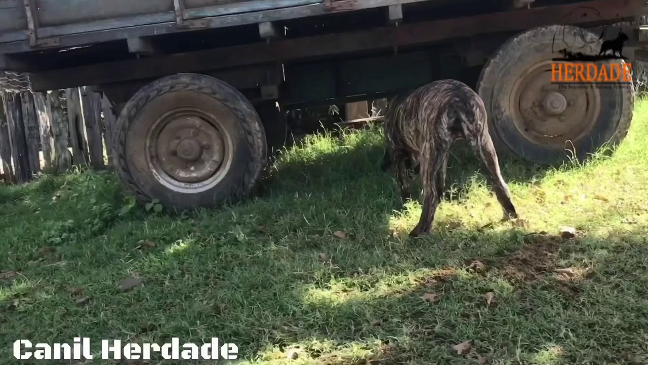 FILA BRASILEIRO - Temperamento com Ojeriza, aos 5 meses.