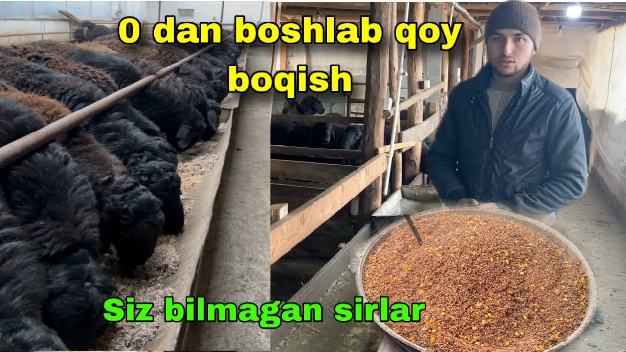 0 dan Boshlab Qo‘y Boqish — Yangi Boquvchilar Uchun To‘liq Qo‘llanma