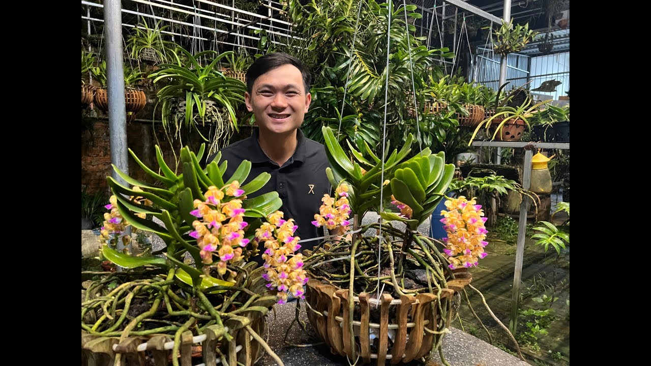 Hoàng nhạn 4n chuẩn giống đẹp và chăm sóc cây lan. LH: 0967987797