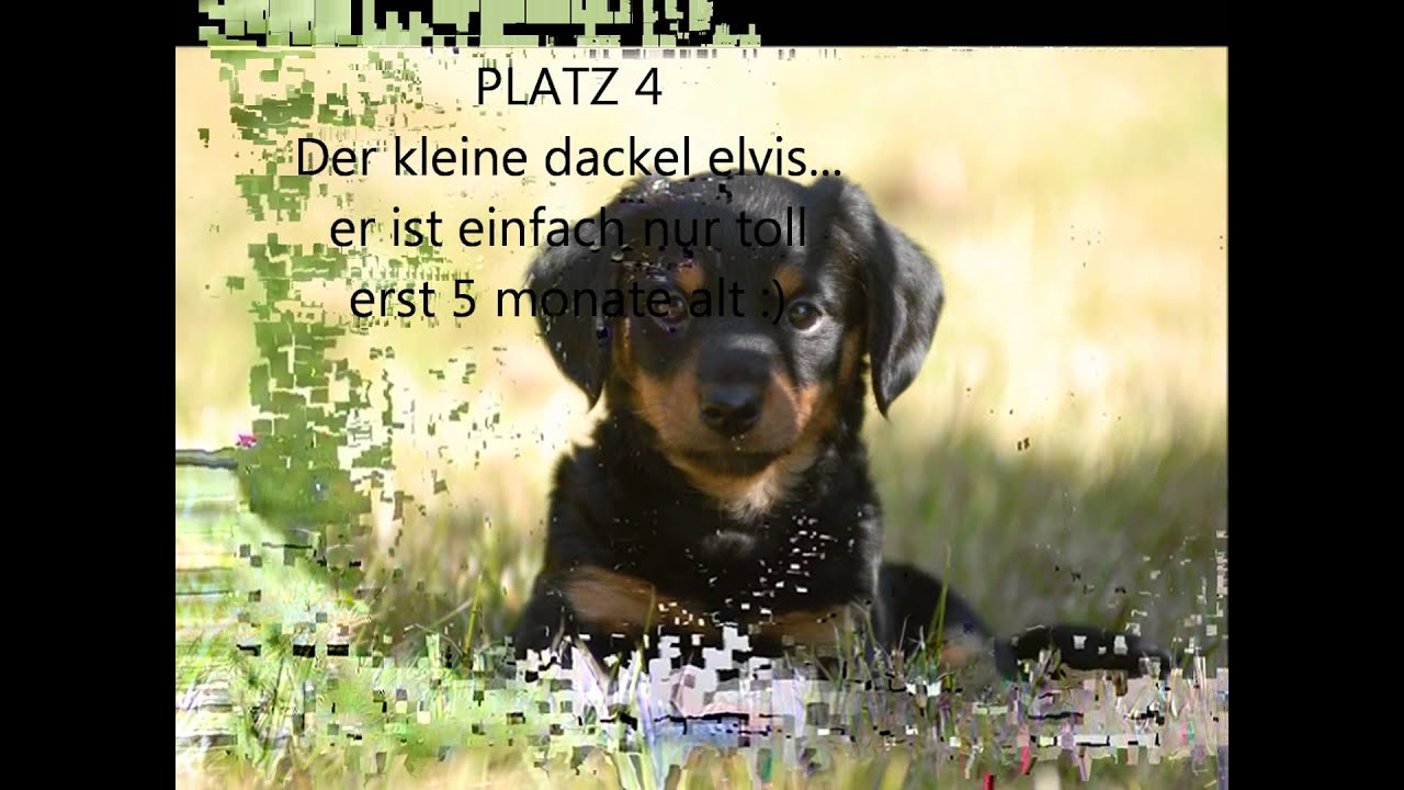 Top 10 Hunde