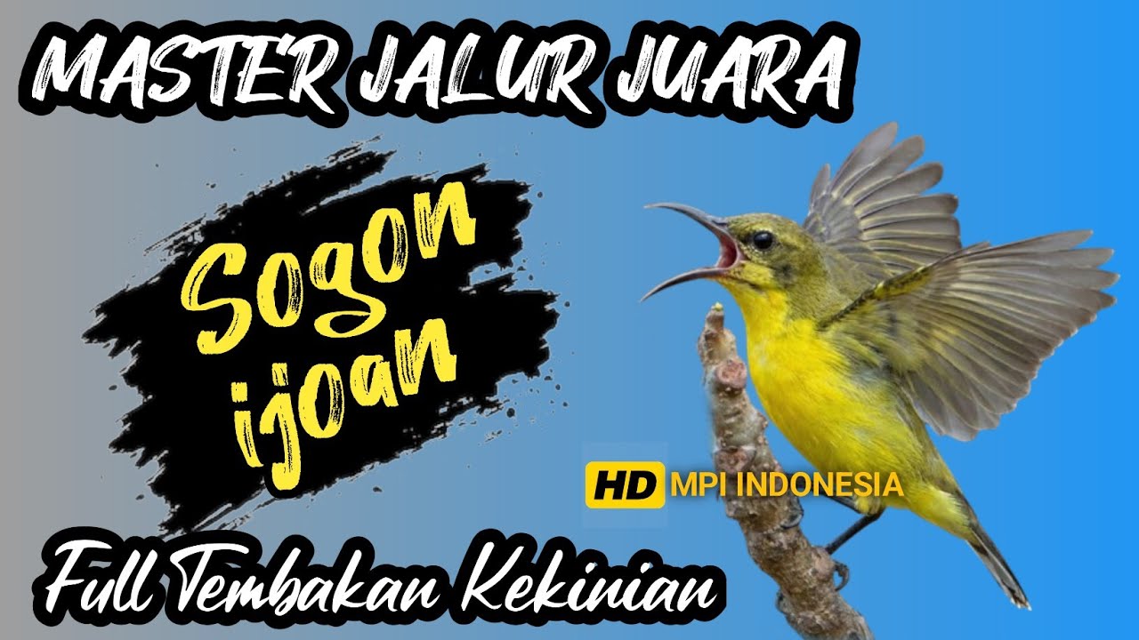 Lawan auto tepar !! MASTERAN SOGON MATERI KEKINIAN SUPER MEWAH❗