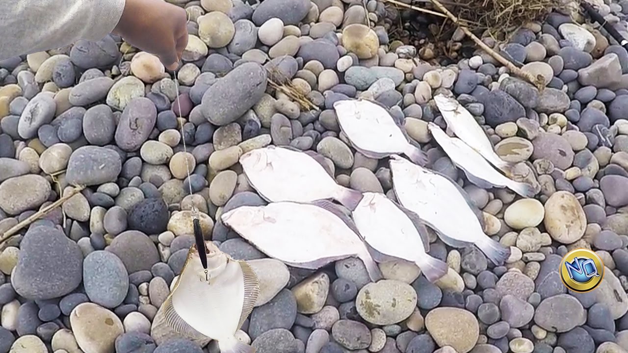 Increible Pesca! Mira la cantidad de peces que logra Atrapar este Pescador con su Caña