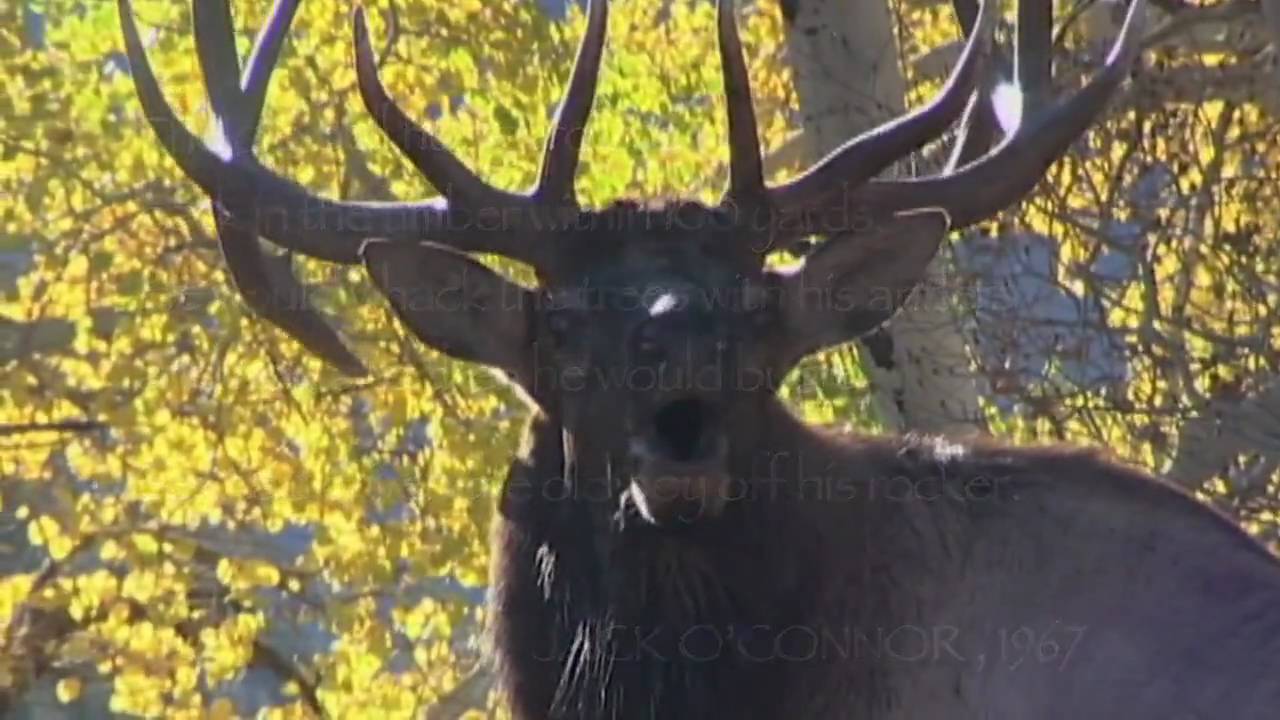 Answer the Call -- Rocky Mountain Elk Foundation