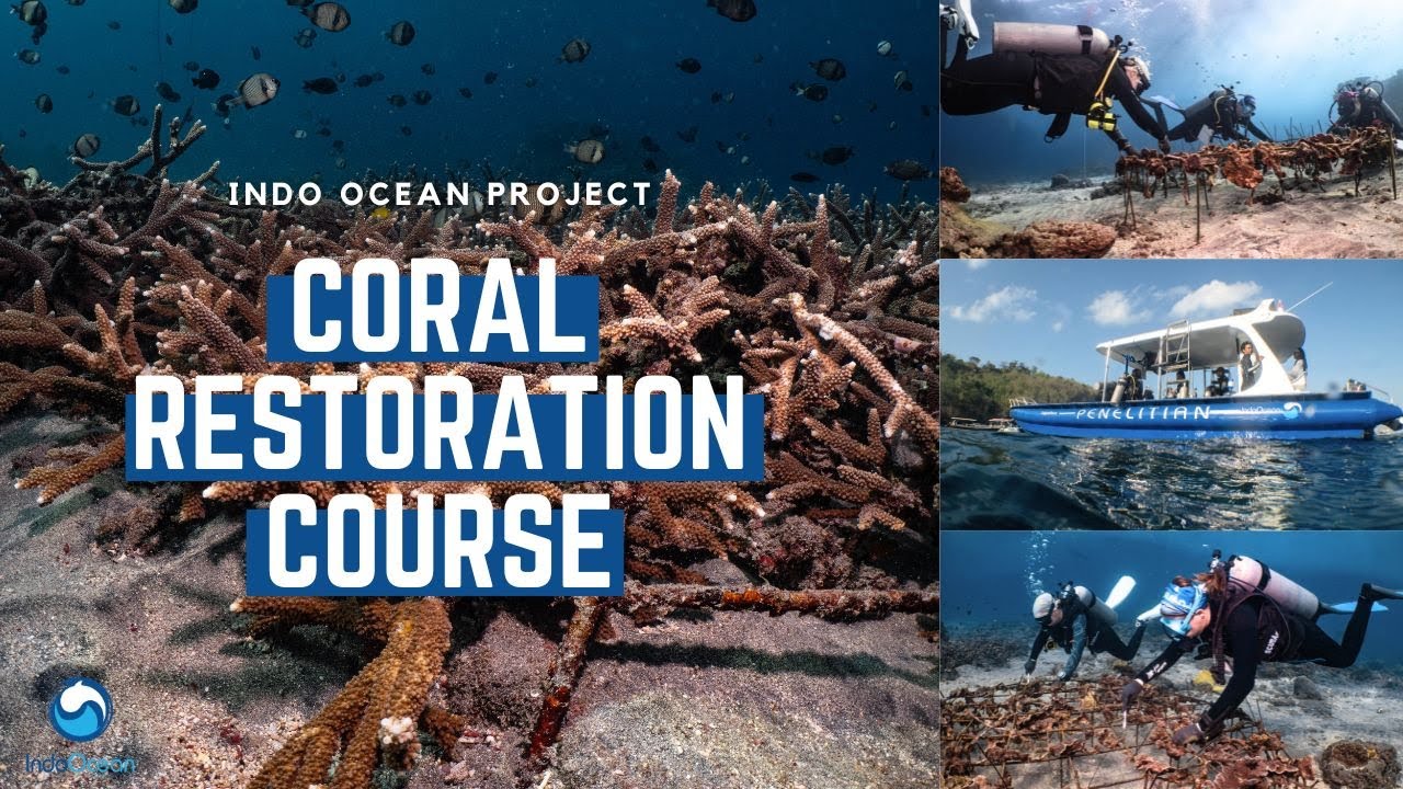 Coral Restoration Diver Course with Indo Ocean