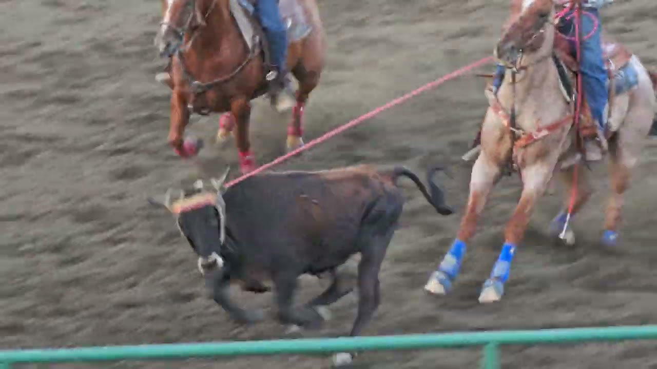 Heading & Heeling, Rodeo, Sonoma County Fair, Santa Rosa, California, USA
