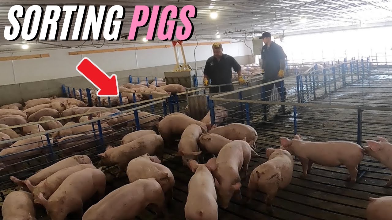 Sorting Pigs On An Iowa Family Hog Farm