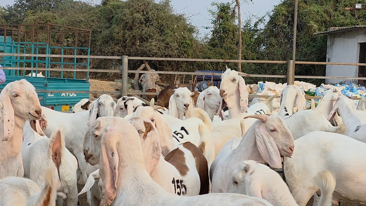 FG Goat Farm Modasa Ka Biggest Sojat Dhamaal | Irfan Bhai And Hasim Bhai.