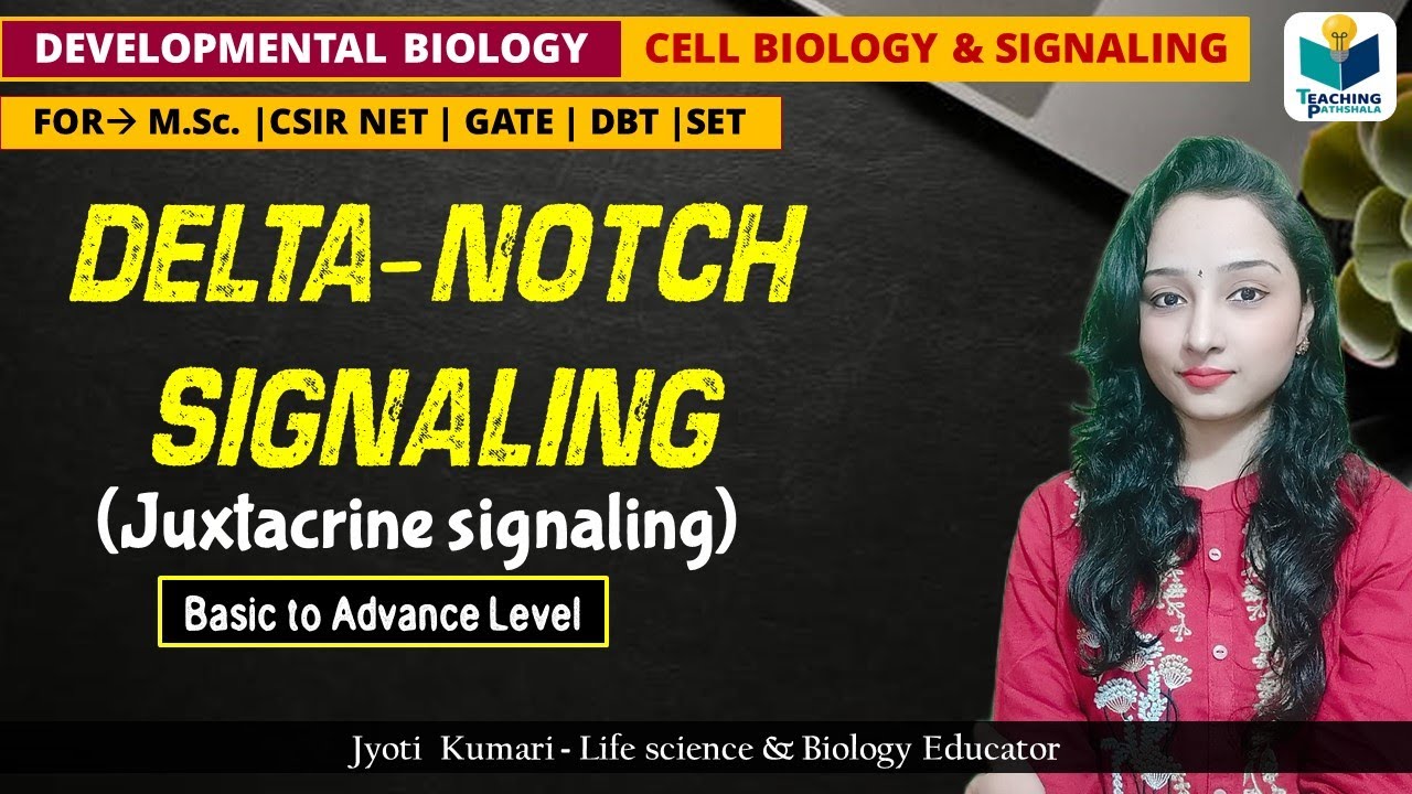 Delta Notch Signaling (Juxtacrine Signaling) || Detailed Concept.