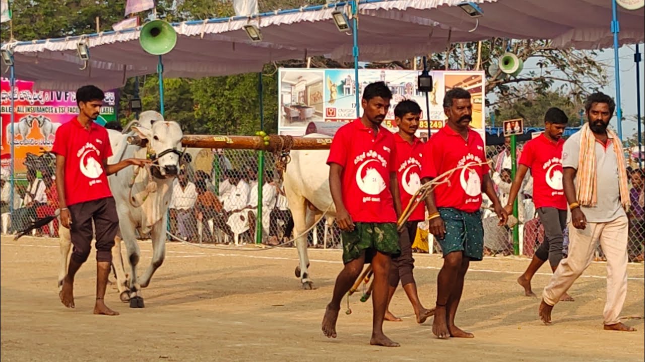 రెంటచింతల పాల పళ్ళు 17వ SSR BULLS COMIND ముక్కపాటి. లింగయ్య చౌదరి గారు