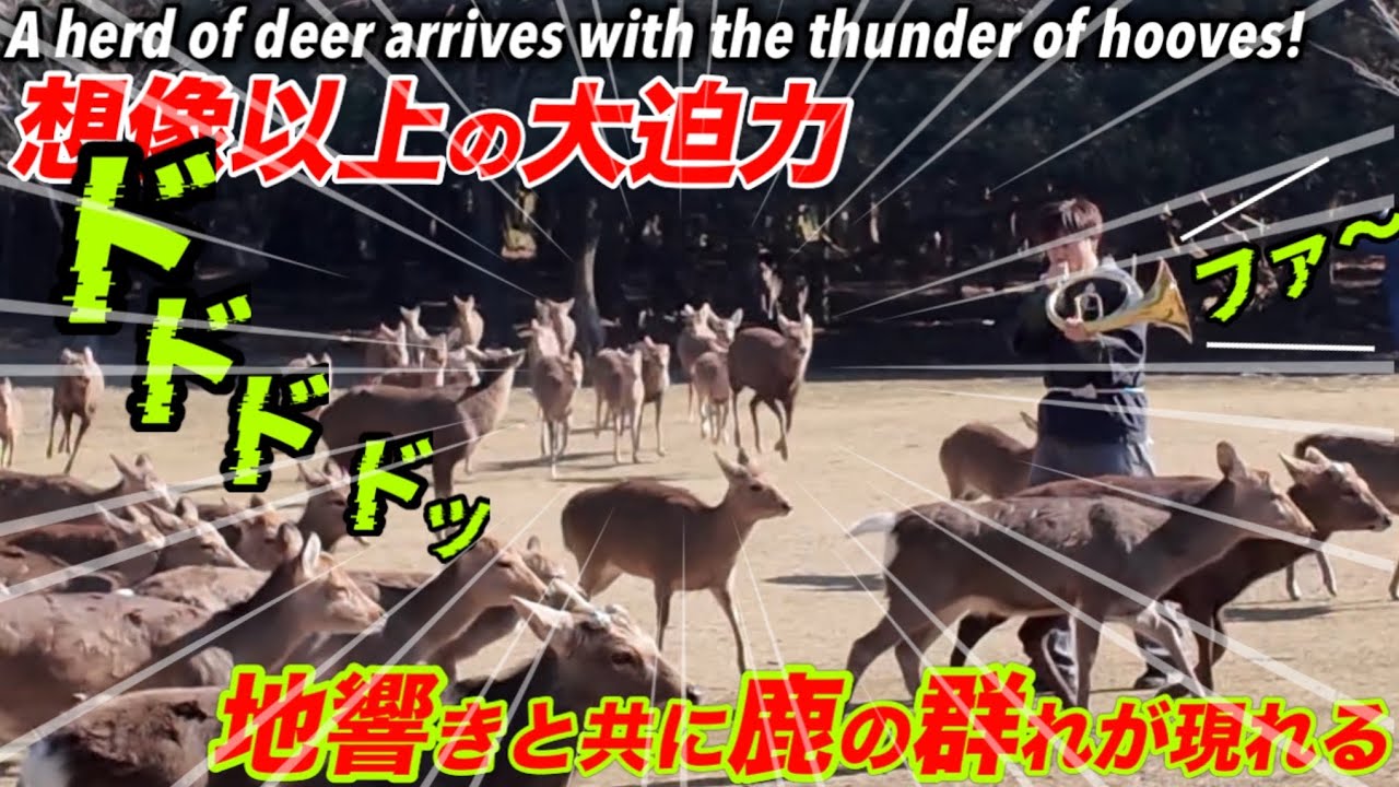 想像以上の大迫力　地響きと共に鹿の群れが現るA herd of deer arrives with the thunder of hooves!