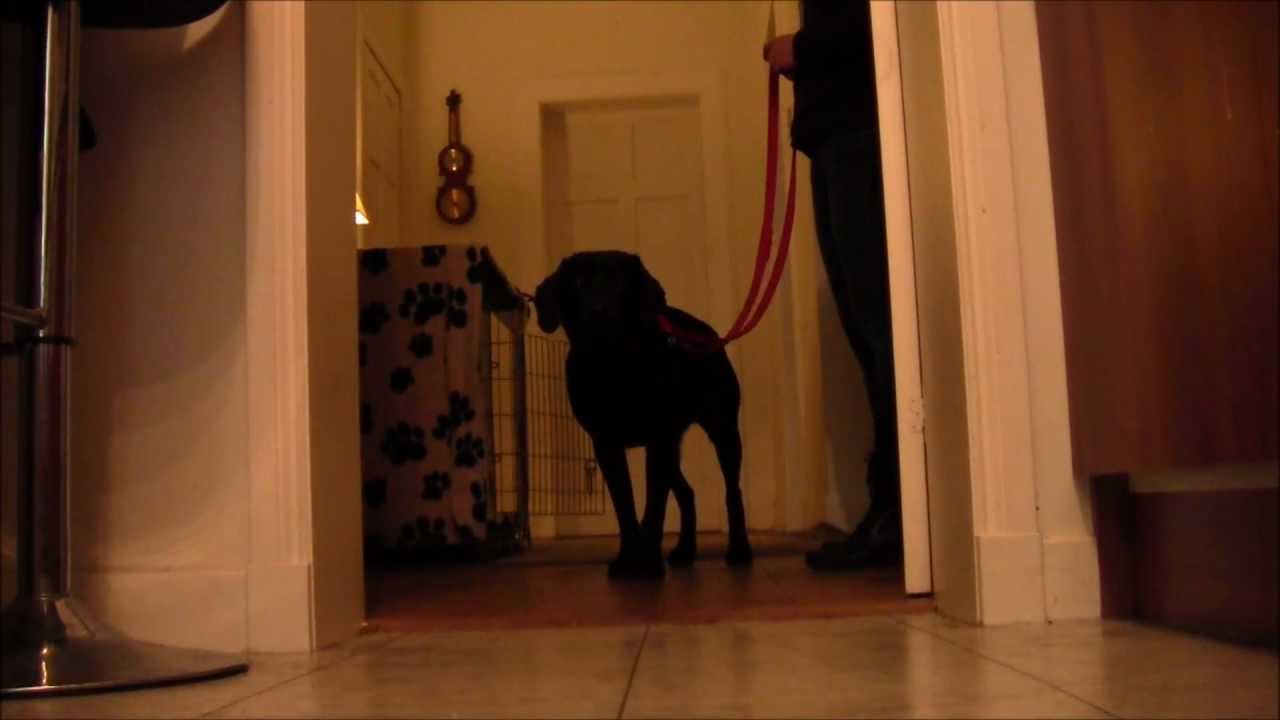 Teaching a dog to bark using Lure/Reward training