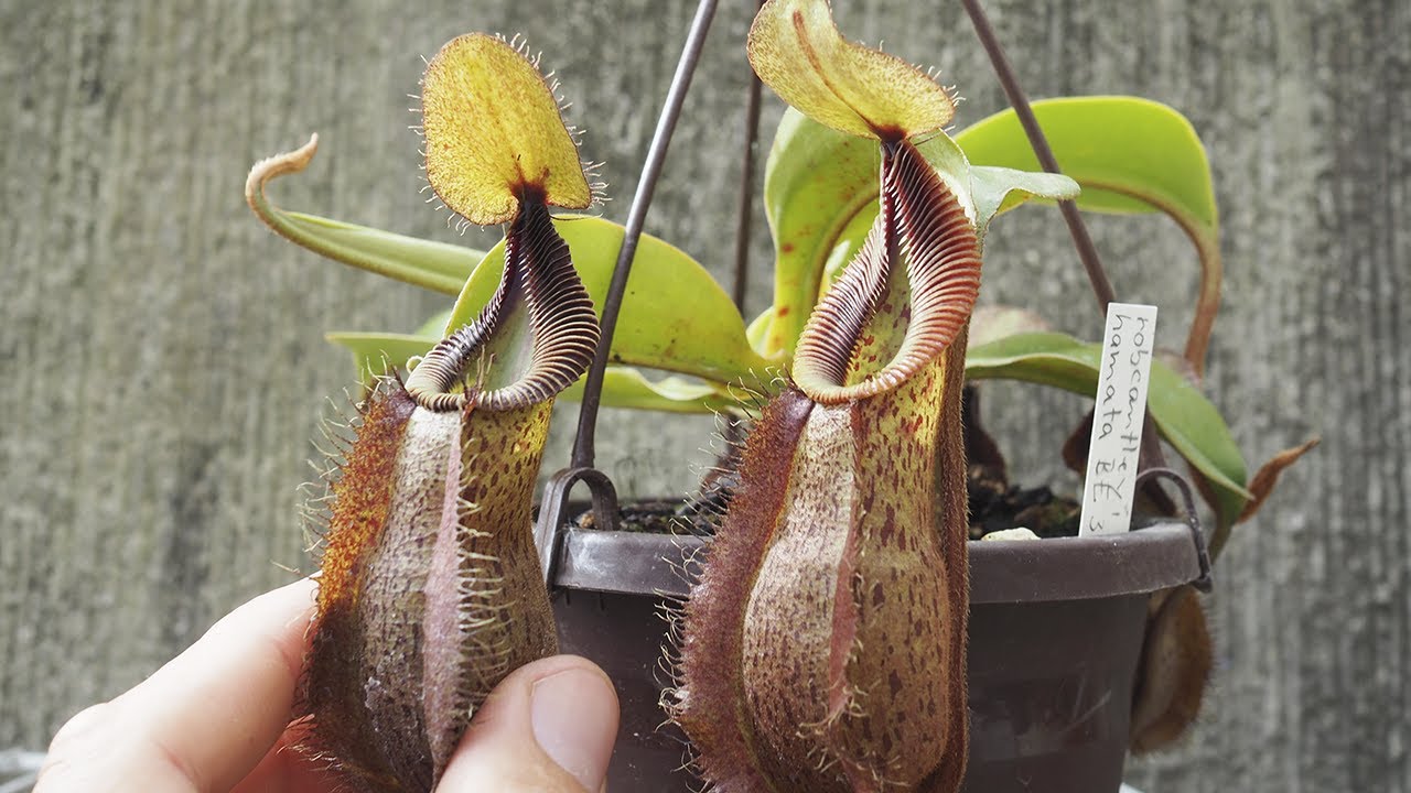 Nepenthes robcantleyi x hamata BE3958 - Nepenthes erfolgreich pflegen