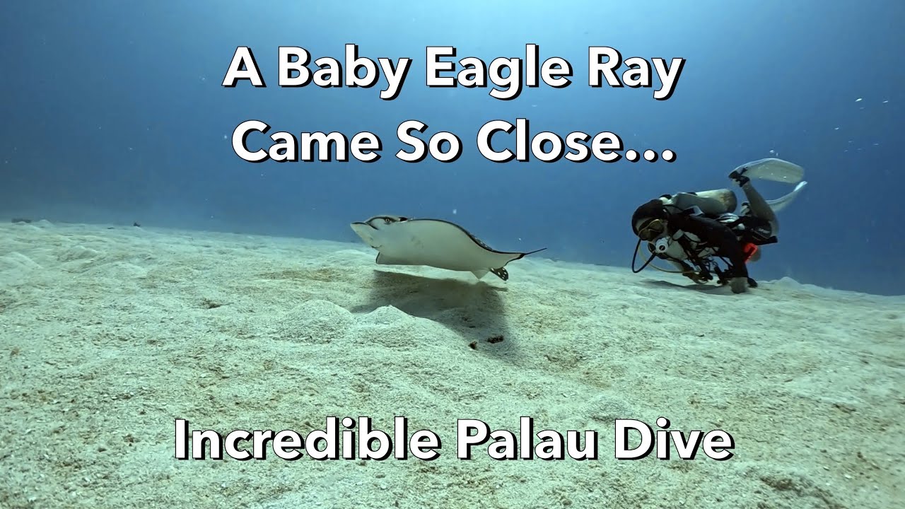 A Baby Eagle Ray Came So Close… Incredible Palau Dive
