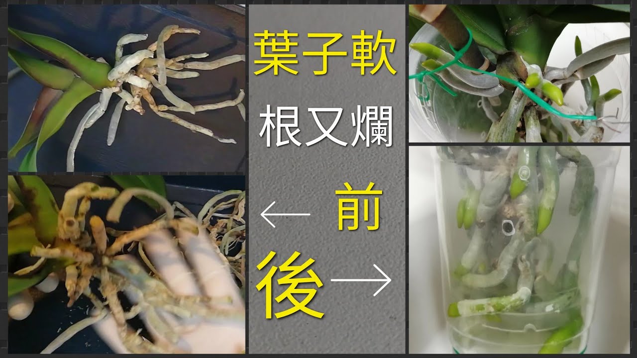 蝴蝶蘭葉軟，根爛，這樣處理，效果是關鍵12/6/2022