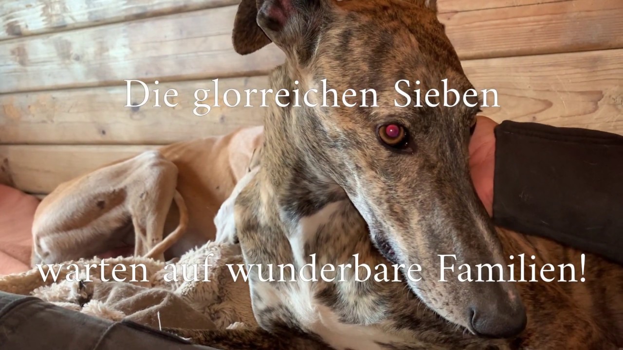 Die glorreichen Sieben