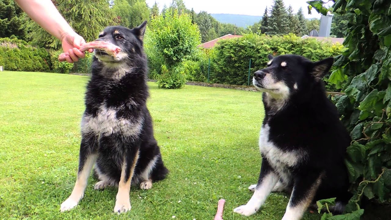 2 M&auml;use und 2 G&auml;nseh&auml;lse