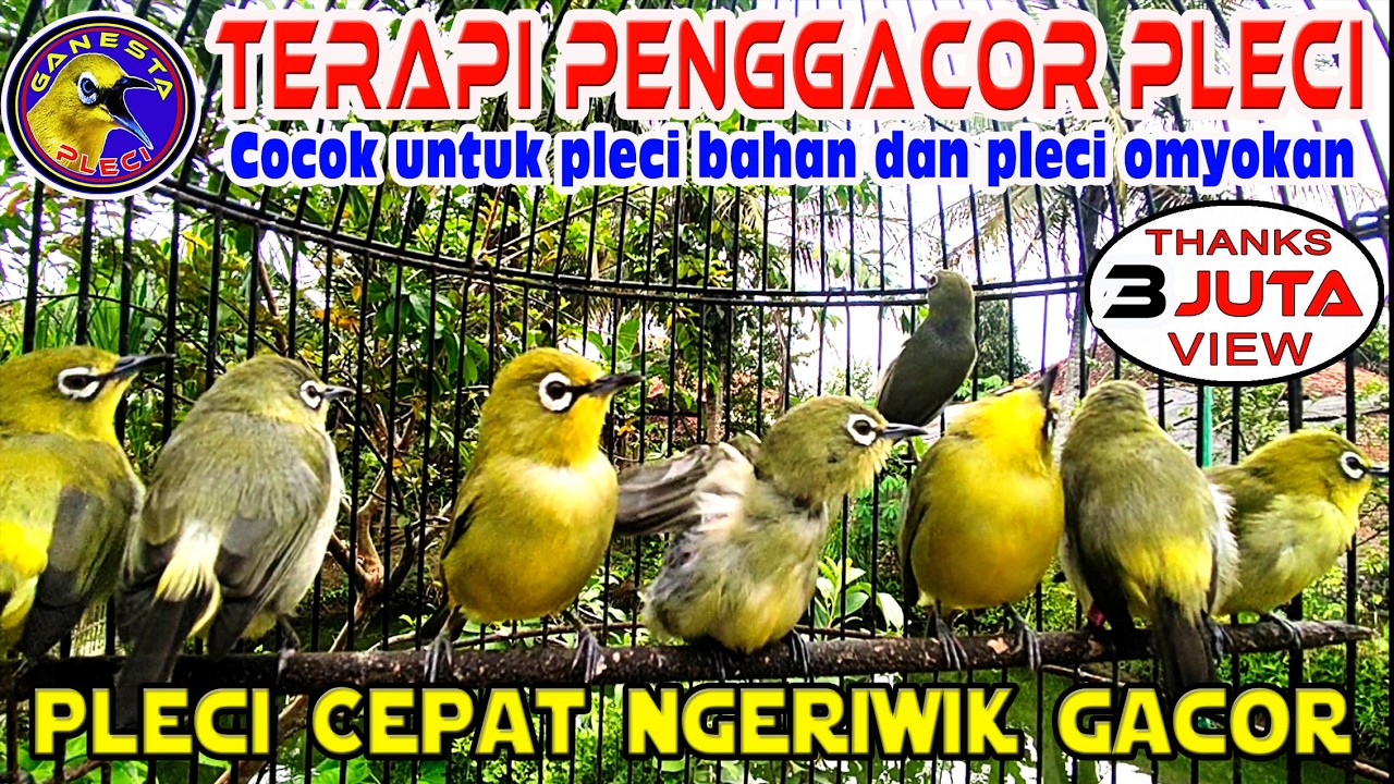 Terapi PENGGACOR Pleci Paling Ampuh Agar Pleci Buka Paruh || Terapi Pleci Koloni Terbaru