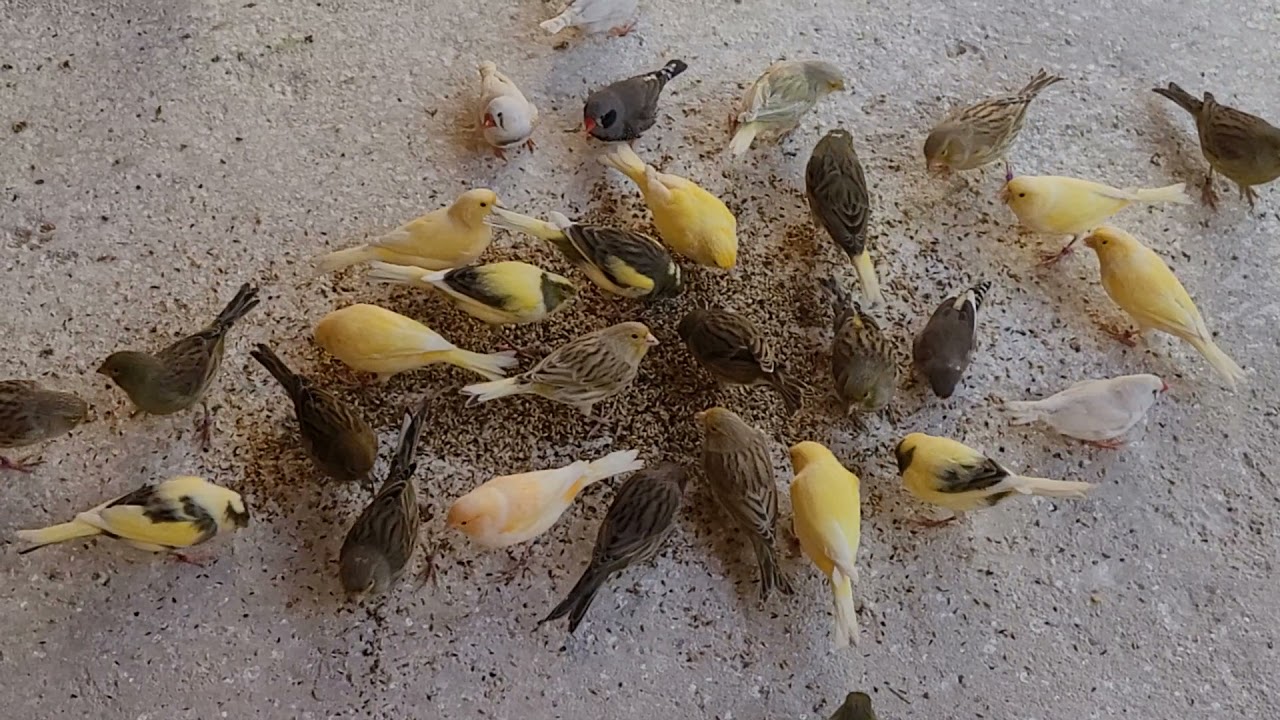 voladera canarios
