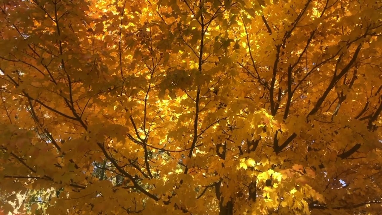 528&963Hz Bach Goldberg Variations Aria Da Capo | Classical Music Sound Therapy for Healing & Energy