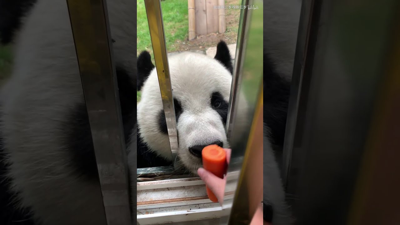 Panda Jin Hu-Why are you known as the artful dodger