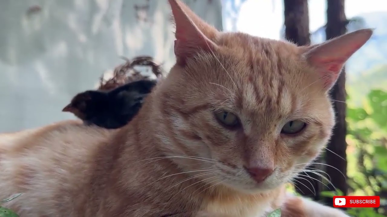 Cute Cat and Baby Chick Explore Nature Together 😻🐥🌸 