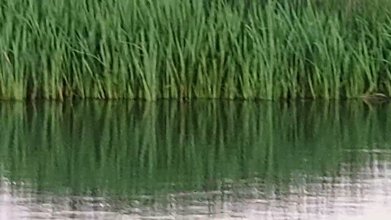 The Beauty of Skjern River, Denmark. By: Letecia Jensen