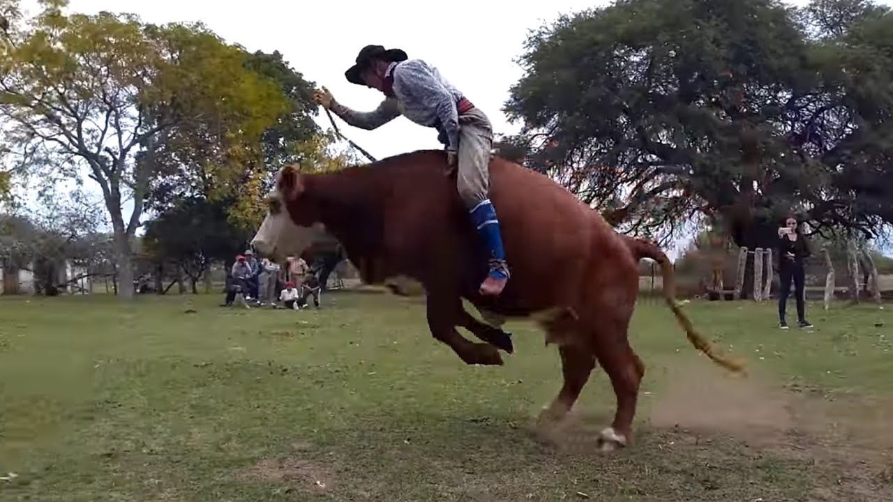 Jineteadas de Vacas 🐂 Monta de Vacunos  Rodeo #animal #farm #cow #rural #campo #jaripeo #PBR #Rodeio