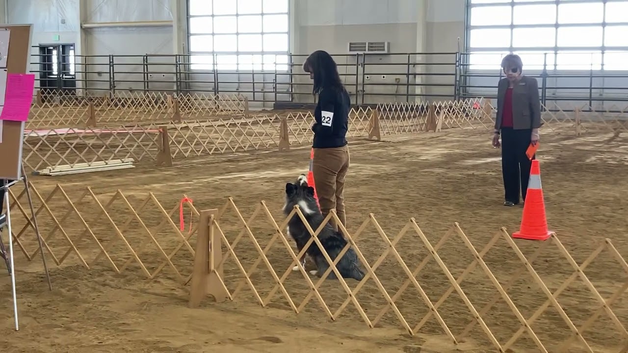 AKC Obedience Novice A 1/18/25