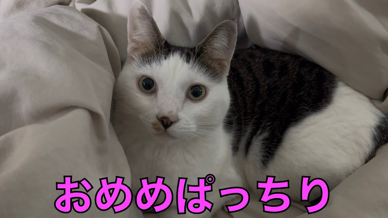保護猫ナターシャの545日目：今朝は目がぱっちり
