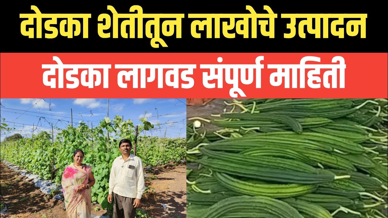 दोडका लागवड संपूर्ण माहिती | दोडका लागवड कशी करावी| दोडका लागवड तंत्रज्ञान