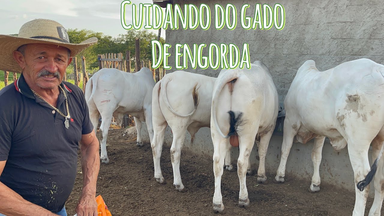 O gado de engorda