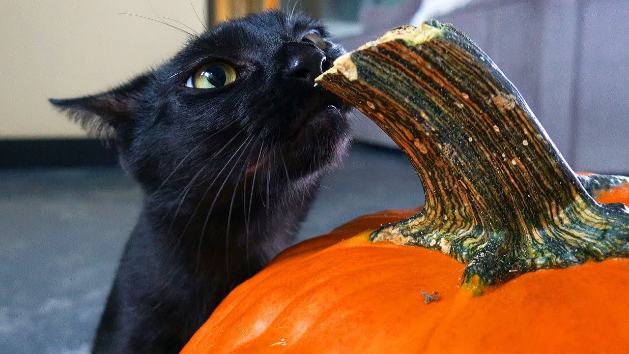 Kitten's First Halloween