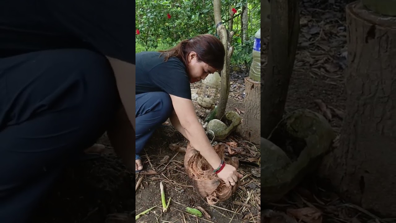 Manguha muna ng niyog sa uma